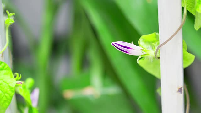 牵牛花，花开，延时视频下载