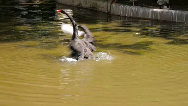 池塘里的黑天鹅视频素材