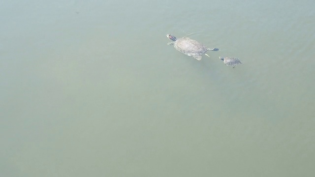 海龟妈妈和海龟宝宝视频素材