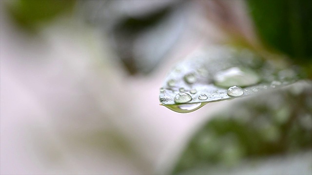 树叶和水滴视频下载