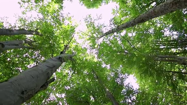 高角度的巨大山毛榉生长的树木视频素材