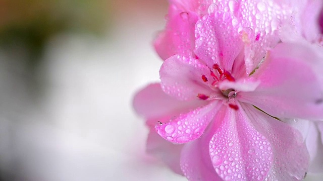 水滴与花朵视频下载