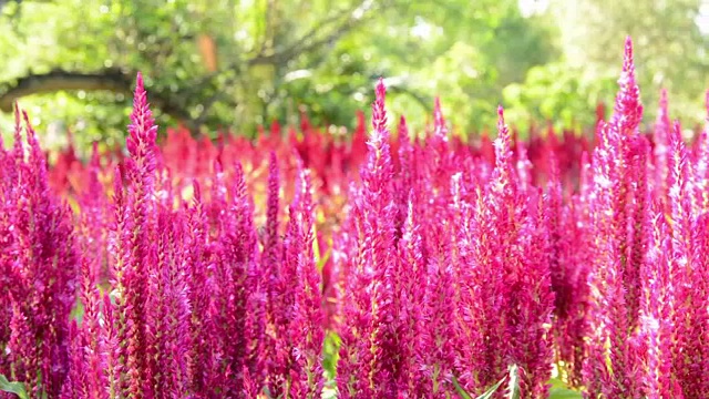 花园里美丽的粉红色花朵在和风中摇曳视频素材