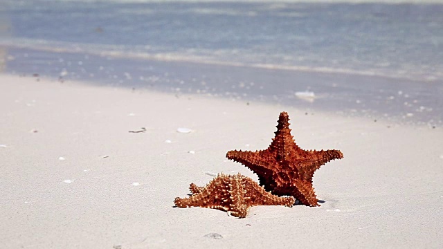 加勒比海沙滩上的两只海星视频素材