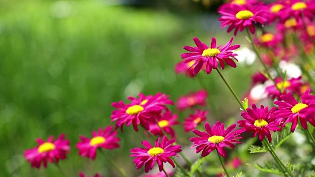 红雏菊花生长视频素材