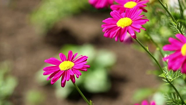 红雏菊花生长视频素材