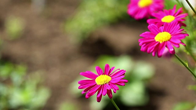 红雏菊花生长视频素材