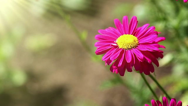 红雏菊花生长视频素材