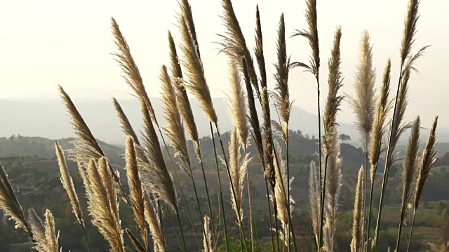 棉花草视频下载