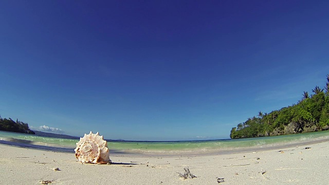 加勒比海沙滩上的贝壳视频素材