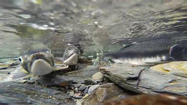 野生太平洋粉红色鲑鱼产卵清晰的冰川溪流动物野生动物视频素材