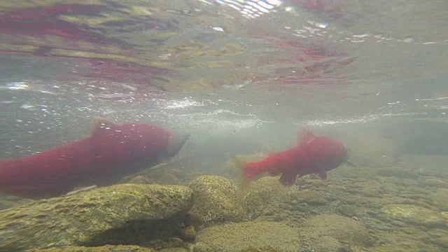 野生太平洋粉红色鲑鱼产卵清晰的冰川溪流动物野生动物视频素材