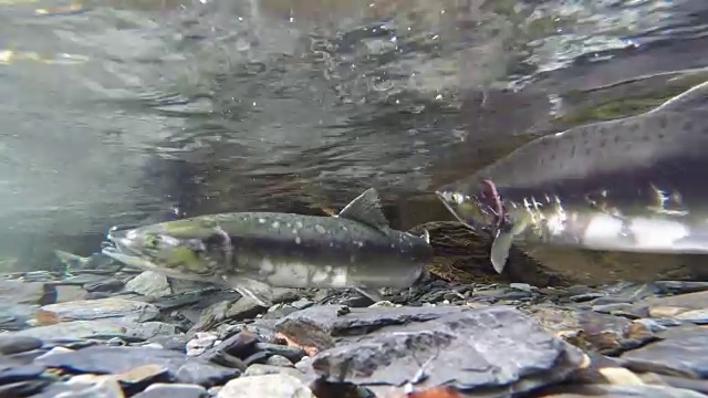 野生太平洋粉红鲑鱼产卵清晰的冰川溪流视频素材