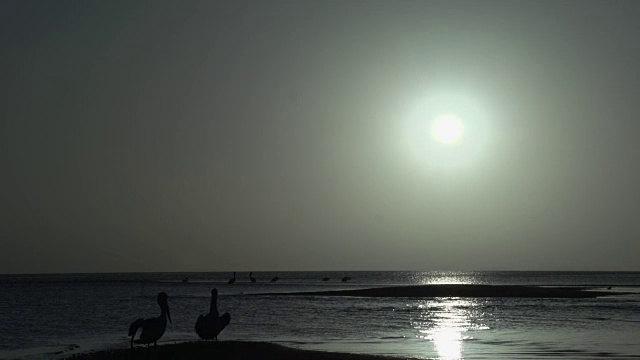 日出时，在猴米娅鲨鱼湾国家公园海滩上的鹈鹕视频素材