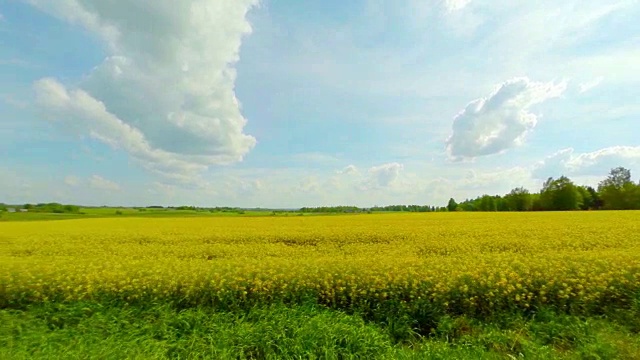 油菜籽盛开的田野视频素材