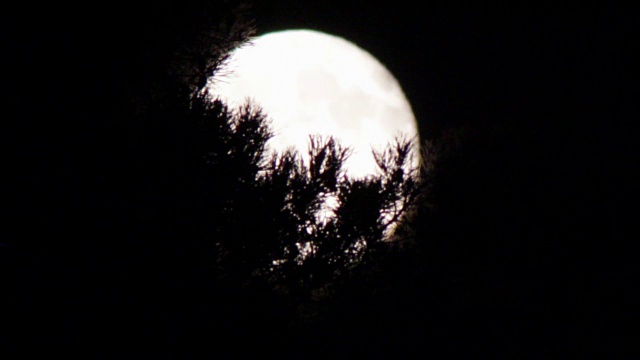 树上的夜空中，一轮满月视频素材