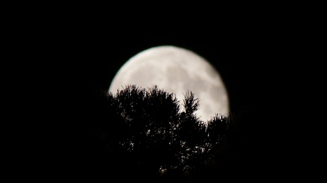 树上的夜空中，一轮满月视频素材