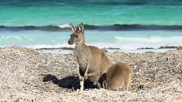 袋鼠妈妈和孩子在幸运湾海滩看镜头在角勒格兰德国家公园视频素材