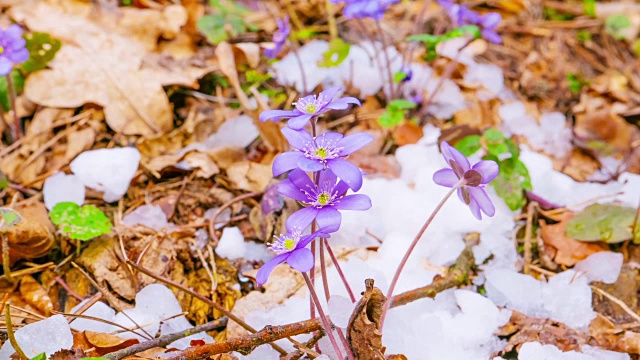 春花融雪，时光流逝视频素材