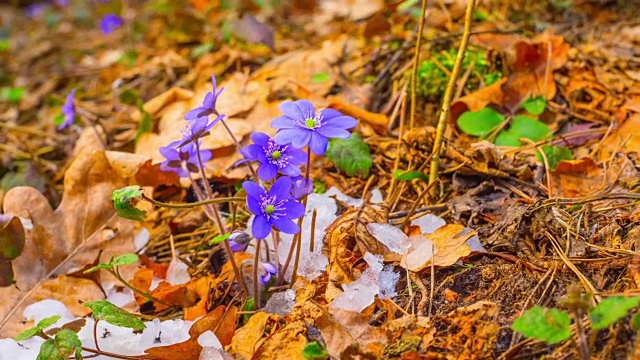 春花融雪，时光流逝视频素材