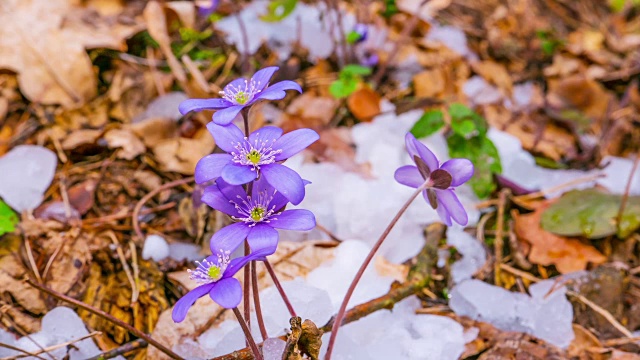 春花融雪，时光流逝视频素材