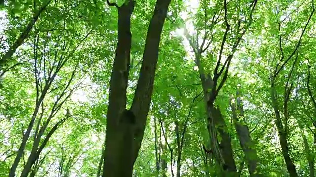 森林的绿树之巅视频素材
