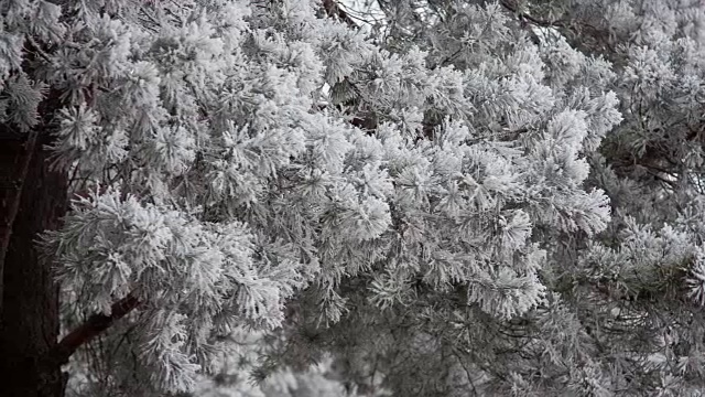 松树的树枝上覆盖着霜雪视频素材