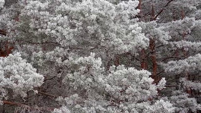 在霜冻的日子松树的树枝视频素材