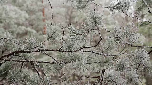 松树枝头结白霜视频素材