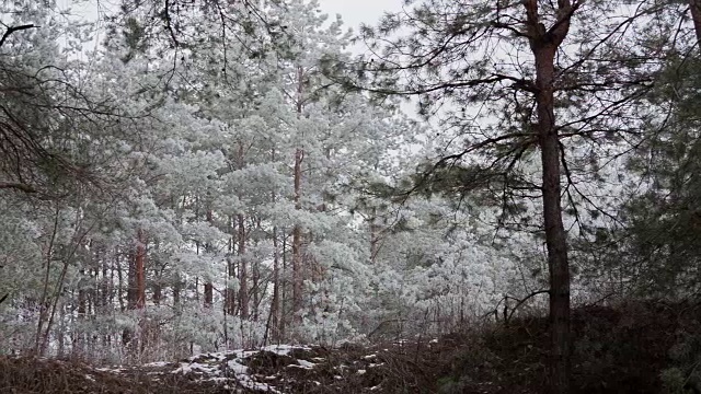 冬天森林里的松树视频素材