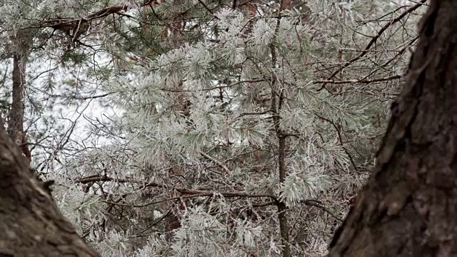 冬季松树林的全景视频素材