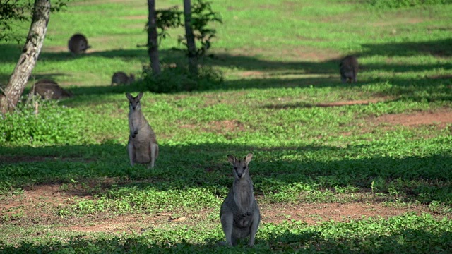 澳大利亚Mission Beach的Wallaby's Field视频素材