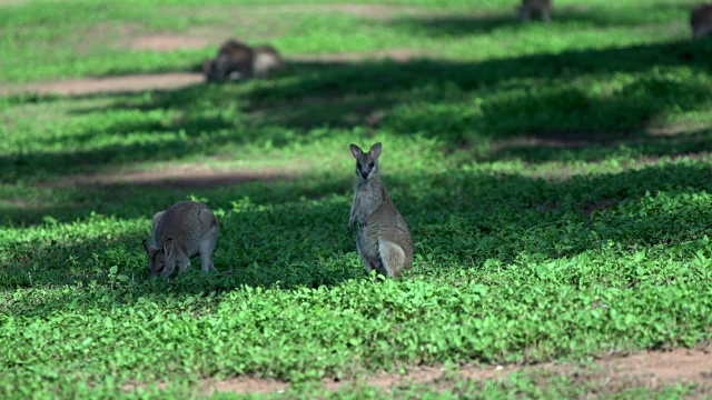 澳大利亚Mission Beach的Wallaby's Field视频素材