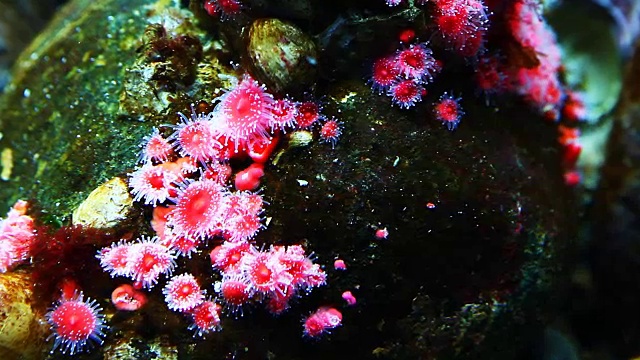 近距离观看多彩的热带海洋生物视频素材