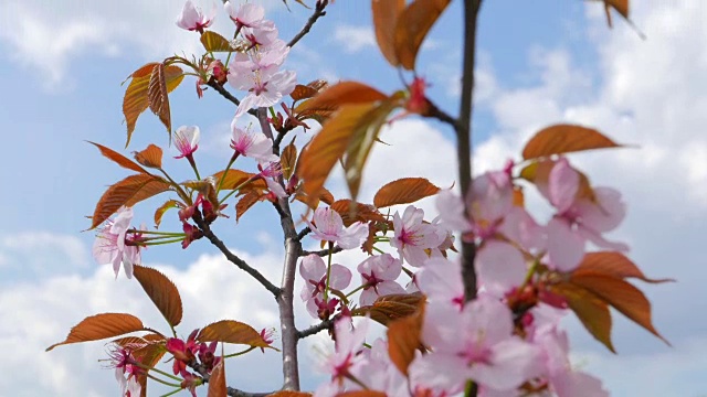 蓝色的天空映衬着日本樱花视频素材