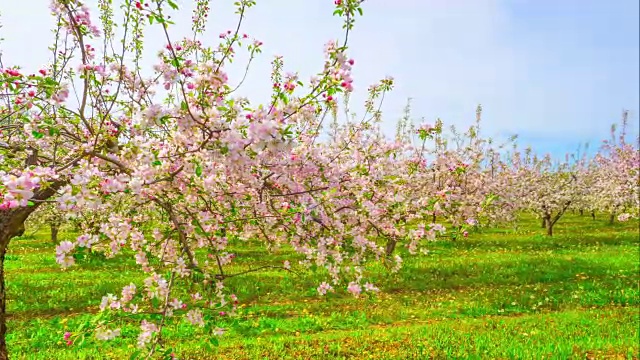 苹果园开花，延时滑块视频素材