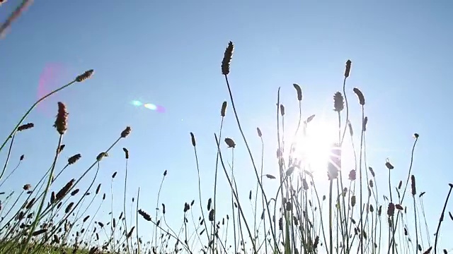 野生草的细节视频素材