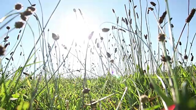 野生草的细节视频素材