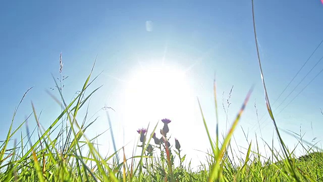 野生草的细节视频素材