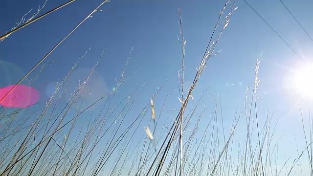 野生草的细节视频素材