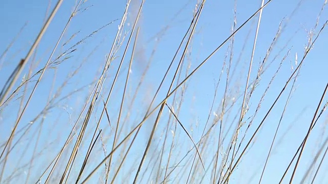 野生草的细节视频素材