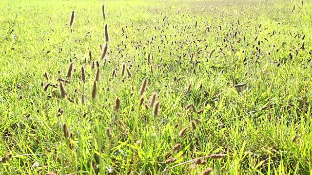 野生草的细节视频素材