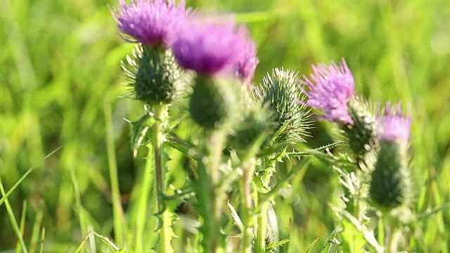 紫花植物野外特写视频素材