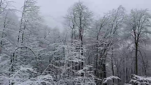 山上的树木被美丽的白雪覆盖视频素材