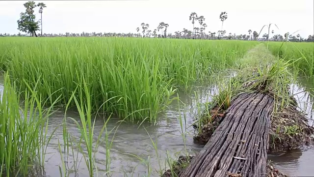 水流入稻田。视频素材