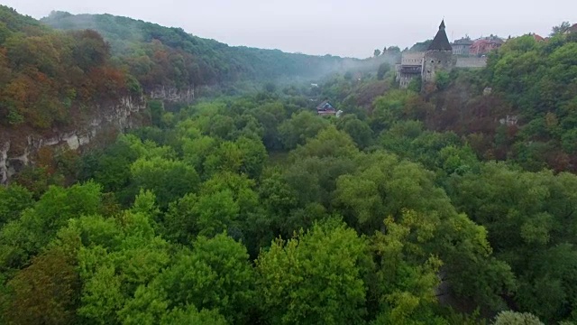 森林中树木的高角度视图视频素材