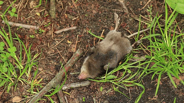 死亡的小动物视频素材