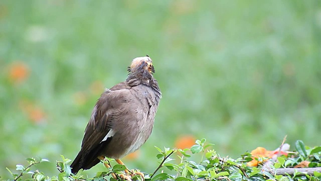 共同的Myna (Acridotheres tristis)视频素材