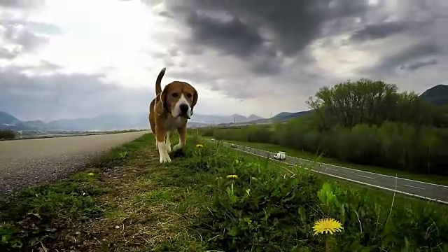 纯种的英国小猎犬，走起路来不领路，四处寻觅猎物视频素材