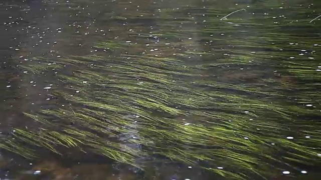 流水潺潺，水草生辉视频素材